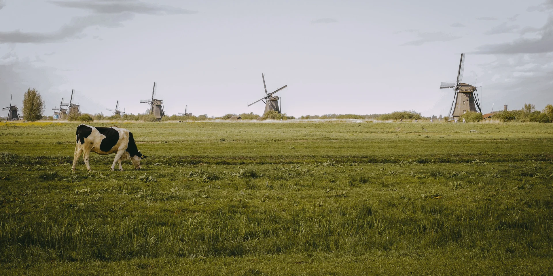 Dutch tips